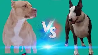 Бультерьер против питбуля-КТО ПОБЕДИТ!!!//батл собак//(ANIMALS BATTLE BIT).