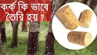 কর্ক কিভাবে গাছের বাকল  দিয়ে তৈরি হয়  | how to make wine cork