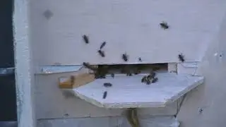 Павильон Берендей