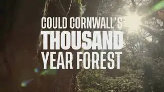 Reintroducing wildcats in Cornwall