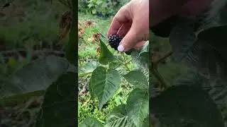 Ежевика Блэк джем.