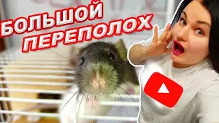 МОЁ УТРО СО ВСЕМИ ПИТОМЦАМИ | ХОМЯК КРЫСА | БОЛЬШОЙ ПЕРЕПОЛОХ | ГРЫЗУНЯШКИ