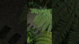 Tropical Garden Ideas from my backyard #tropicalgarden #houseplants #gardening