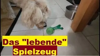 Das wird Deinem Hund oder Katze Freude bereiten! Interaktives Hundespielzeug! Ball für Hunde