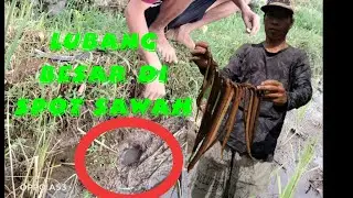 TARIKAN BELUT MONSTER PENGHUNI KOLAM KECIL || BIKIN TANGAN PEGAL GUYS || BABON MANIA MANTAP 👍👍