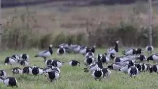 Arctic Barnacle Geese Having a Drink