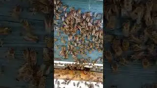 Август. Жарит не по детски.