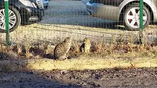 коты