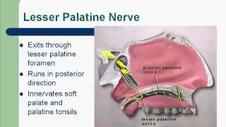 Trigeminal Nerve .mp4