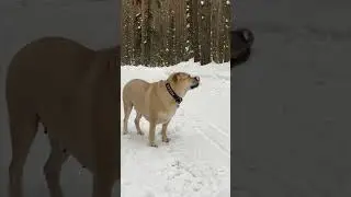 Зимние прогулки с Ка Де Бо Бери.