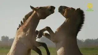 Дикие лошади - сказки Пушты / Wild Horses: A Tale from the Puszta
