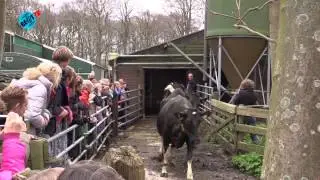 2e paasdag koeien naar buiten (6 april 2015)