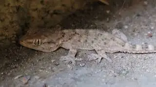 beautiful gecko