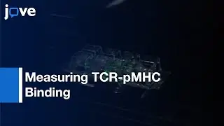 Measuring TCR-pMHC Binding In Situ Using FRET-Based Microscopy Assay l Protocol Preview