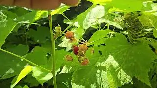 A Video of the Ripe and Oh So Delicious Thimbleberry!
