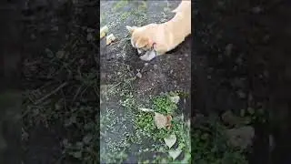 Ванесса, чистюля!!!