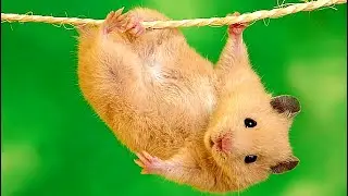 [ FOFOS ] HAMSTER - LINDOS | SOM  E CURIOSIDADES 🐁