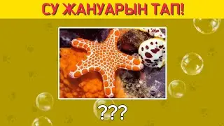 ФОТО АРҚЫЛЫ СУ ЖАНУАРЛАРЫН ТАП.🐬🦭🐳🦈
