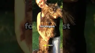 What’s the Largest Breed of Cat