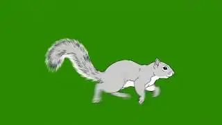 2D Cartoon Squirrel Animal Running Green Screen | Cartoon Animation Green Screen