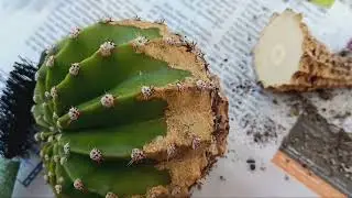 Отрубила голову кактусу..Зачем?Прививка кусочка кактуса.