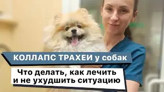 Tracheal Collapse in Dogs: Treatment