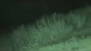 Lurking Creature  Caught On Film