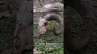 выпустить мне полный ролик на ютуб? #рекомендации #остеология #черепа #животные #коллекция
