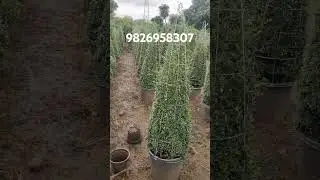 नई तरह को टोपियरी || 2024