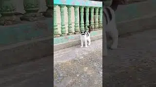 Кот Зорро #Tik Tok #Shorts #Тик Ток #ПриколКоты #Catstiktok