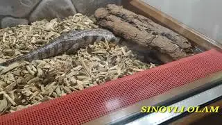 САФАРИ ПАРК ГЕЛЕНДЖИГ ГОРОД КУРОРТ 2 СЕРИЯ АНАКОНДА