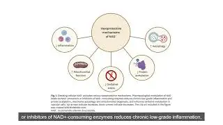 NAD+ and Vascular Dysfunction: From Mechanisms to Therapeutic Opportunities