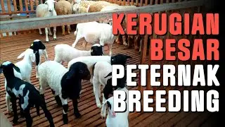 Mortalitas cempe = kerugian besar peternak breeding