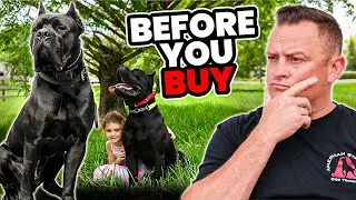 Is the CANE CORSO Right for You?