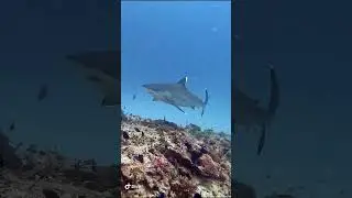 Акула испугалась дайвера 