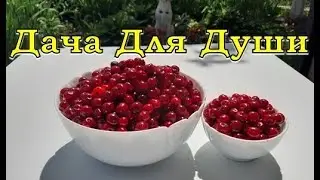We prepare CHERRIES for the winter WITHOUT COOKING🍒