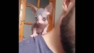 КотоМасаж. Cote Masor