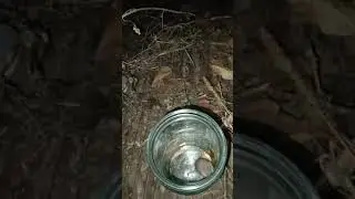 Мышку отпускаем на волю