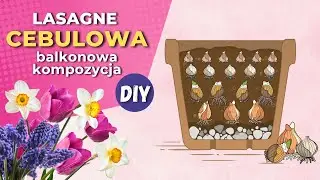 Sadzimy tulipany w donicy, kompozycja z roślin cebulowych w donicy - cebulkowa lazania