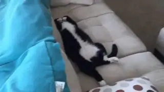 Cat sleeping on his back