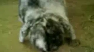 primo video sarchiapone