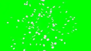 Cherry Blossom Petals Explode No.10 HD Animation - green screen effect & overlay