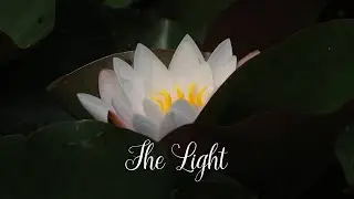 The Light