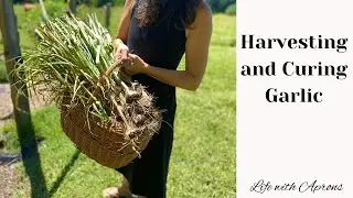 Harvesting and Curing Garlic