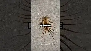 if you ever see this in your house don't kill it!
