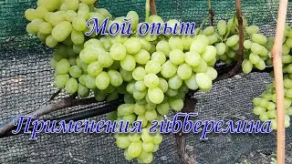 Применение гиббереллина на винограднике