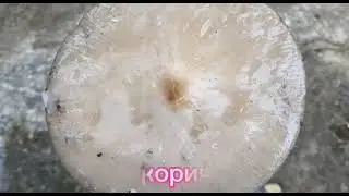 КСЕРУЛА КОРНЕВАЯ(укореняющаяся).Hymenopellis  radicata.
