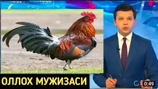 ОЛЛОХ МУЖИЗАСИНИ КУРИНГ ХУРОЗ...