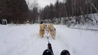 Поездка на хаски)