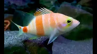 アズマハナダイ　Eastern Flower-porgy,Red-barred Perchlet　Plectranthias kelloggi azumanus